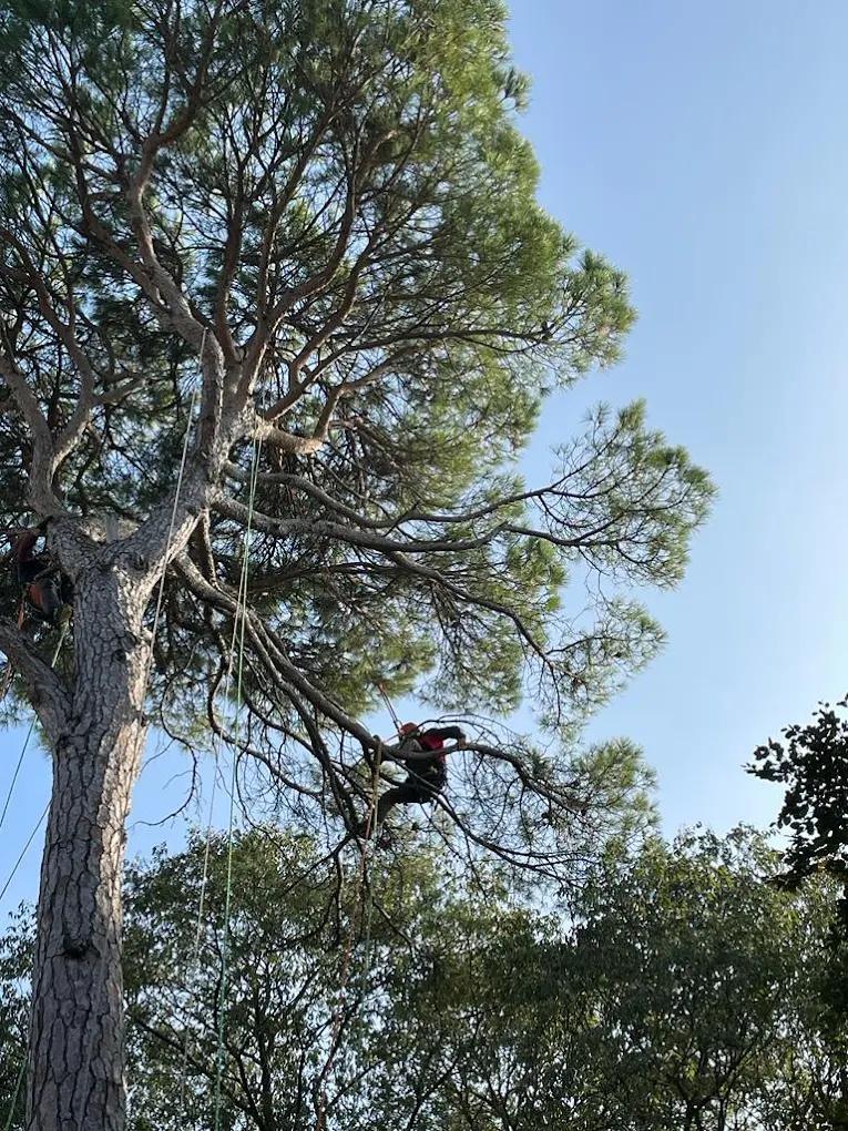 Chi siamo Professionista su albero per allontanamento volatili