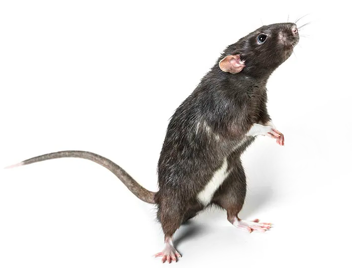 SERVIZI