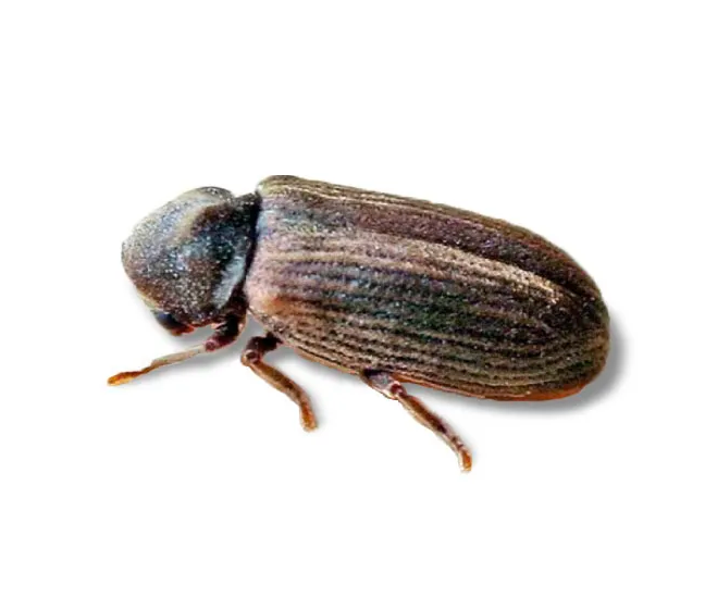 SERVIZI