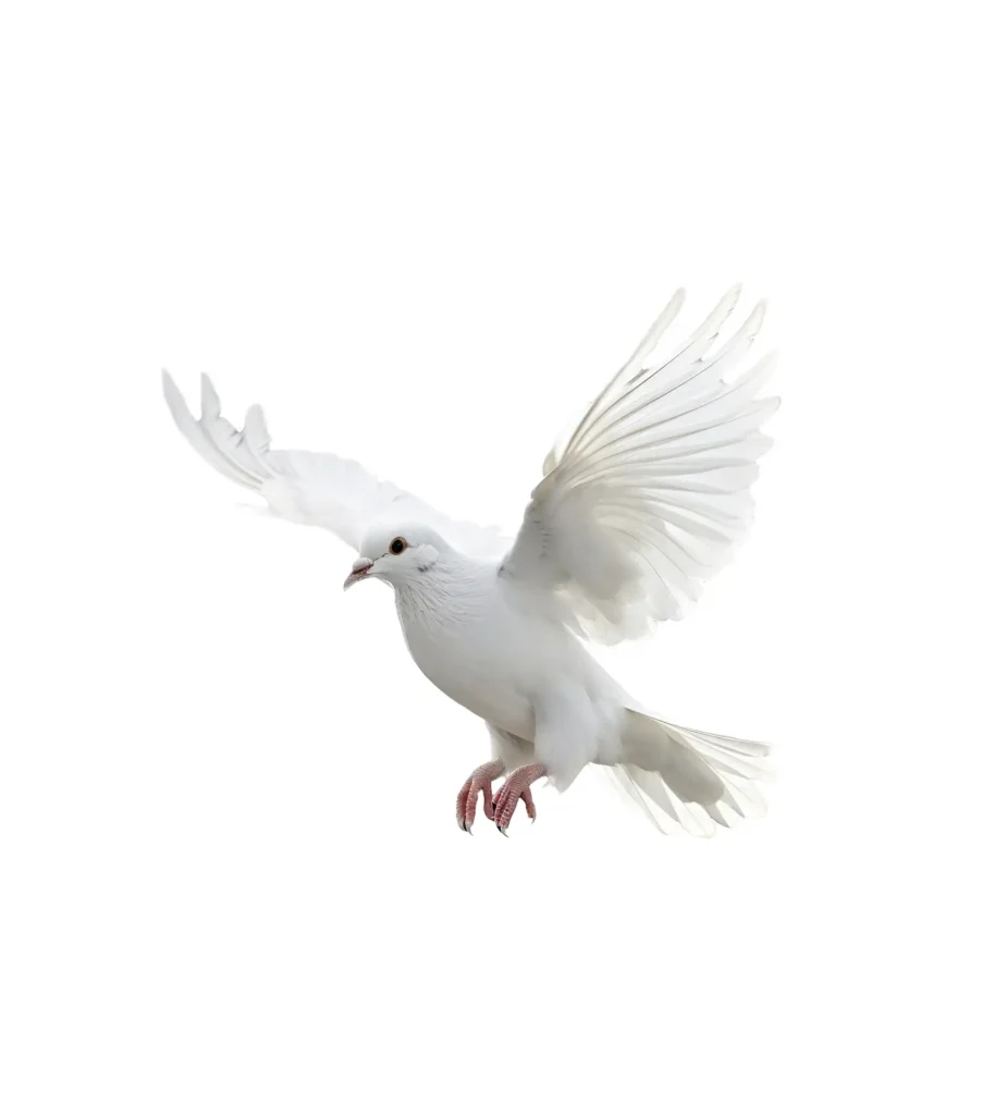 SERVIZI
