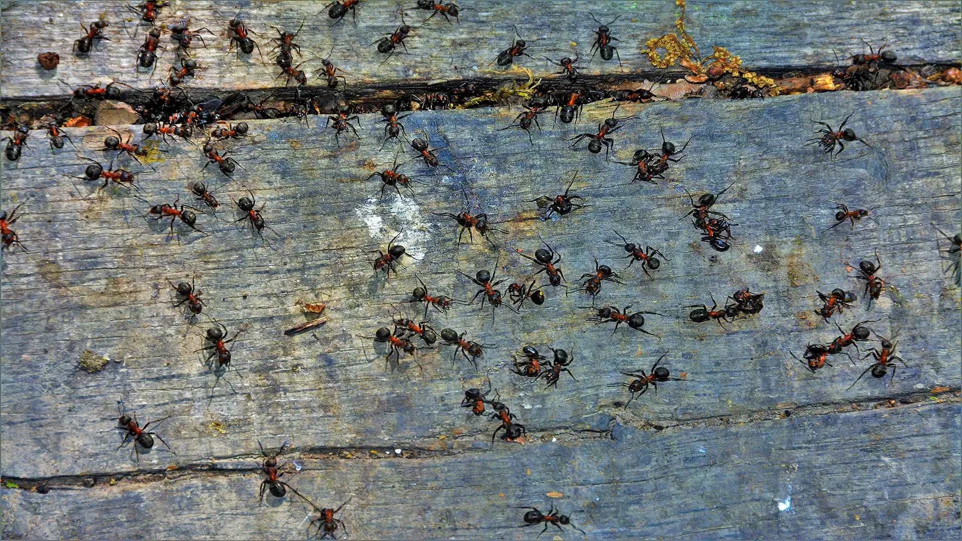 Danni in ambienti domestici causati dalle formiche