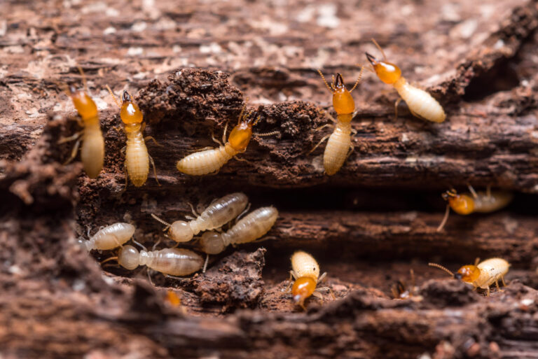 Specie di insetti del legno più diffuse